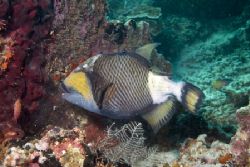 Balistoides viridescens - White tip avenue - Palau Sipada... by Luca Bertoglio 